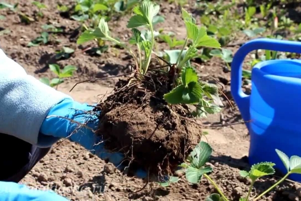  Pour transplanter des fraises de jardin, arrosez-les, coupez un morceau de terre avec un arbuste et transférez-les dans un nouvel endroit.