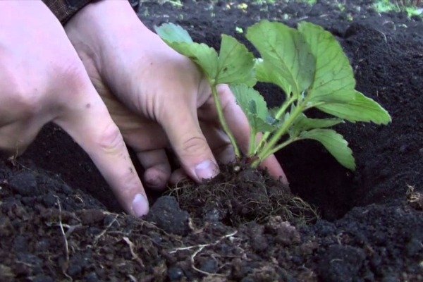  Wenn Sie Erdbeeren an der Wurzel pflanzen, können Sie Holzasche herstellen - ihre Erdbeer-Liebe