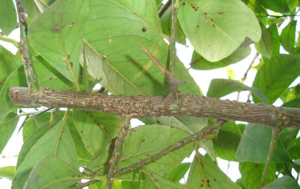  Ký sinh trùng phổ biến có thể tấn công một quả chanh trồng tại nhà: bọ chét, lưỡi hái, nhện mite