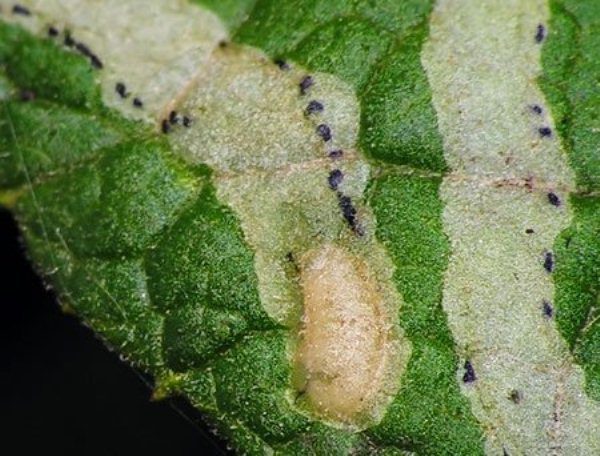 Frunza de cireșe lovită de larvele minerale