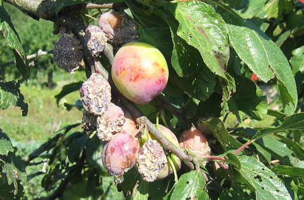 Gri de gri (monilioză) prune de cireș cometă Kuban