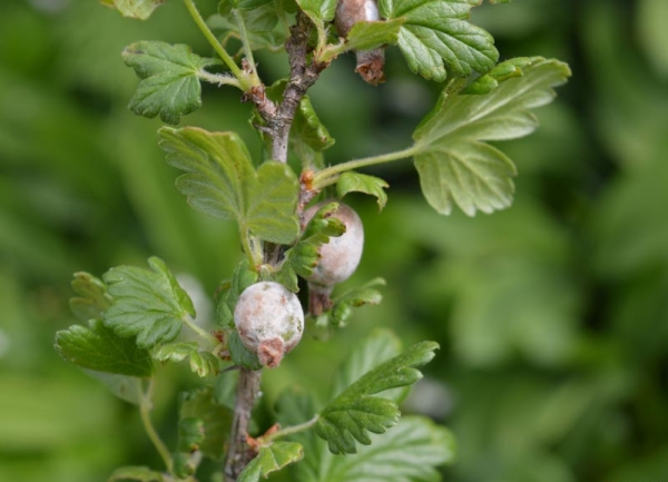  Mealy dew infects the whole gooseberry bush; if left untreated, the bush will die.
