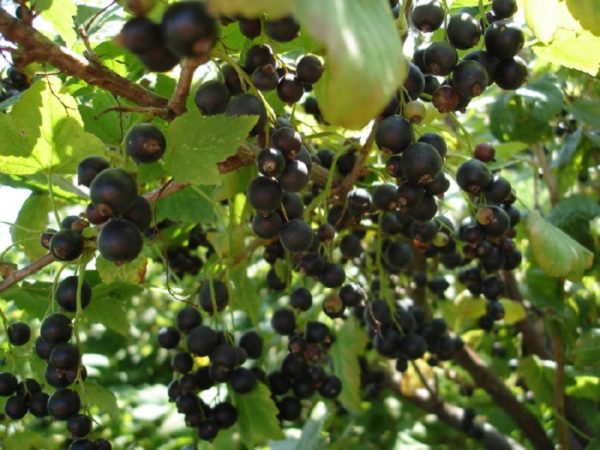  Juicy and ripe clusters of black currant