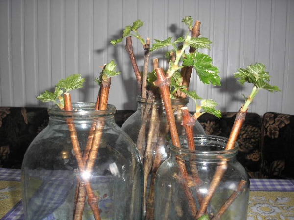  Reproduktion av svarta vinbär med gröna och inlagda sticklingar på sommaren och hösten