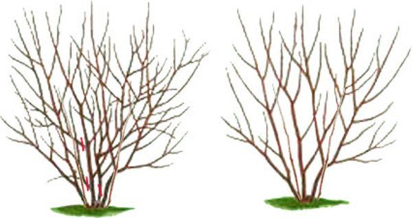  El esquema de poda y la formación de bush irgi.
