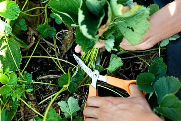  Beschneidungsblätter der Erdbeere im Herbst