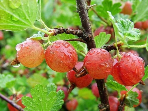  Ripe juicy gooseberry berries ready to harvest