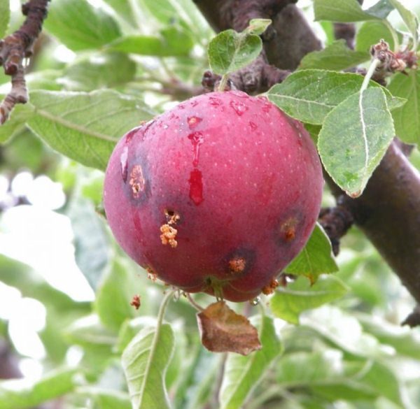  Frutti della prugna di Kuban colpiti dalla prugna
