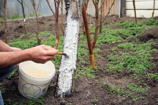  No inverno, o tronco da ameixa cereja é embranquecido e a coroa é pulverizada de pragas.