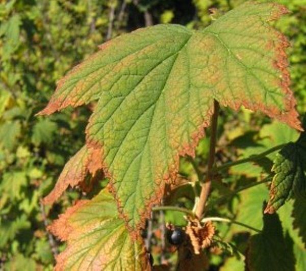  Cauza uscării frunzelor cu coacăze sunt bolile infecțioase și paraziții insectelor.