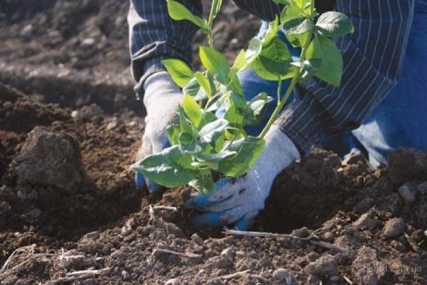  Im ersten Jahr nach der Pflanzung reicht der Einsatz von Mineraldünger aus, der im frühen Frühjahr angewendet wird