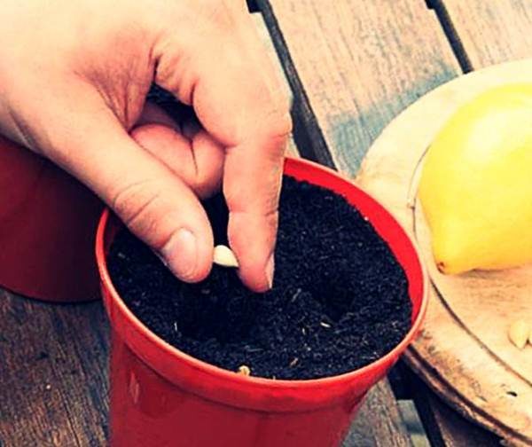  Η καλλιέργεια του Lemon Meier από τους σπόρους