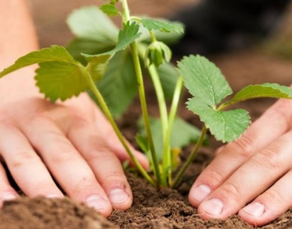  Planter et repiquer des fraises à l’automne: choix de l’emplacement, calendrier, soin des plantes