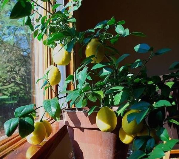  Durante la fioritura e la fruttificazione delle varietà di limone Mayer dovrebbe essere nutrito