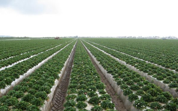  Méthode de non-désherbage pour la plantation de fraises Zenga Zengan à l'aide d'un film de paillage