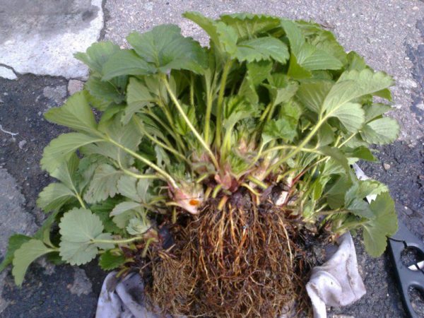  Préparé pour la plantation de plants de fraises Tsarina