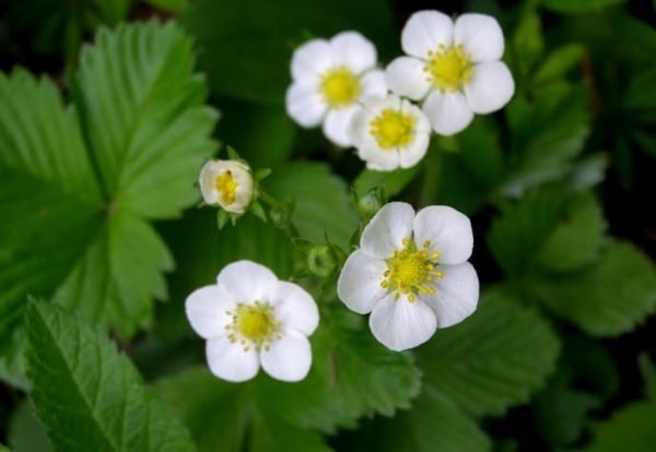  Fraises arbustes à fleurs Tsarina