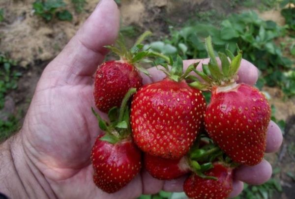  Ernte von reifen Erdbeeren Tsarina