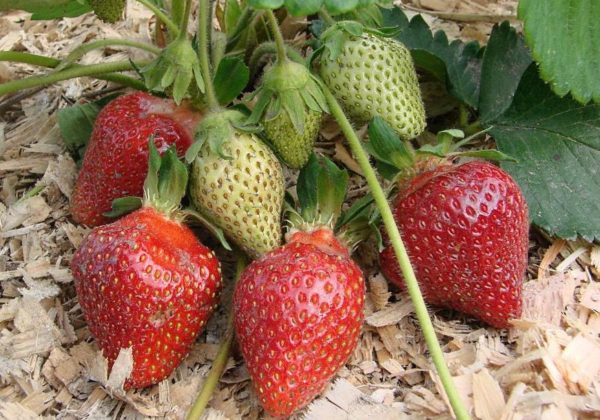  Tsarina aux fraises mûres et vertes