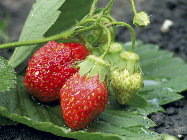  Erdbeerbeeren Königin auf einem Busch