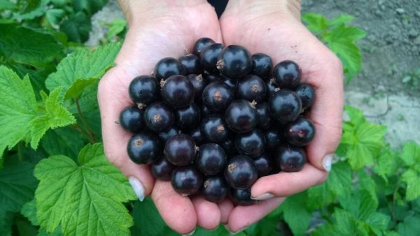 Cultivo de frutos maduros de grosella negra.