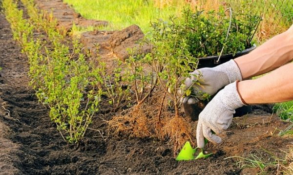 Înmormântarea toamnei de coacăze contribuie la înrădăcinarea rapidă a mucegaiului și a lăstarilor de primăvară
