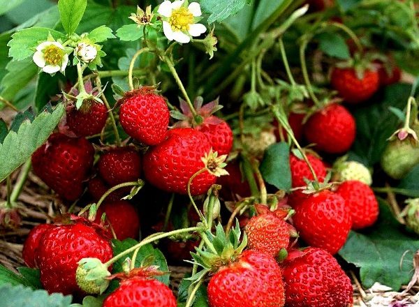  Garten-Erdbeeren