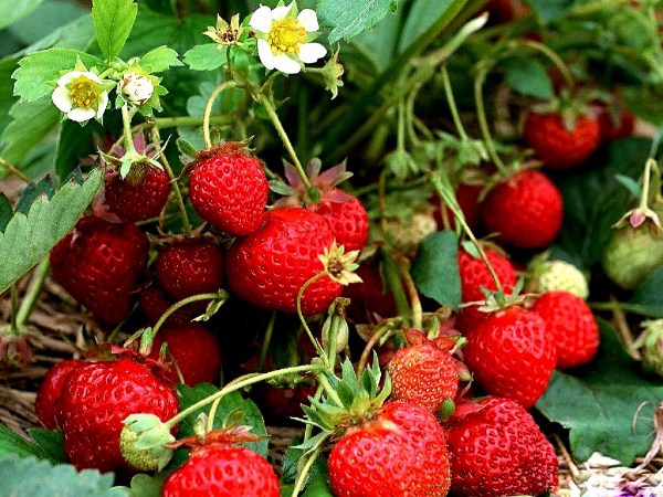  Garten-Erdbeeren