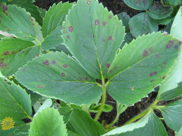  Brown leaf spot