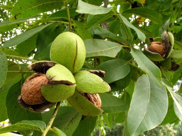  Di mana untuk berkembang, bagaimana untuk menanam dan menjaga walnut, kaedah pembiakan pokok