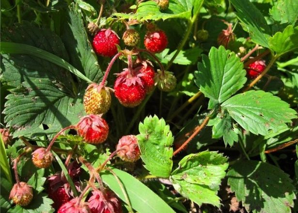  Krankheiten der Erdbeeren