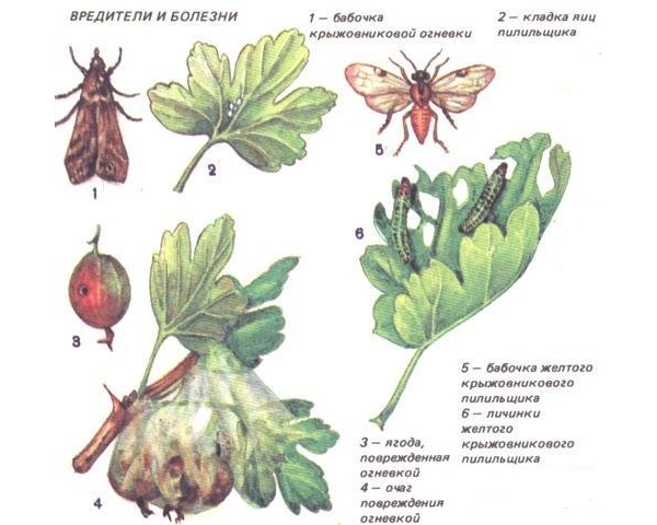  Gooseberry sâu bệnh là sâu bướm, rệp, mite, thủy tinh trường hợp và lá nho.