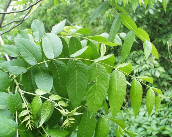  녹색 호두 잎