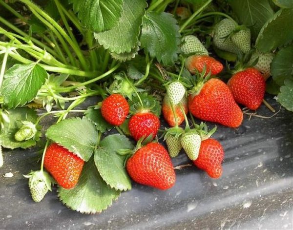  Fraises Bush Kimberley aux baies mûres et vertes