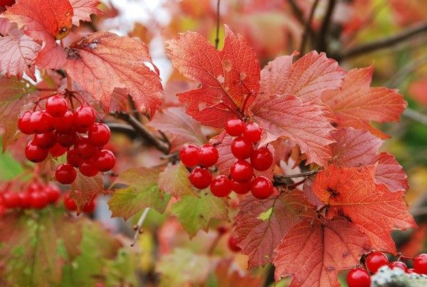  Trauben von rotem Viburnum im Herbst