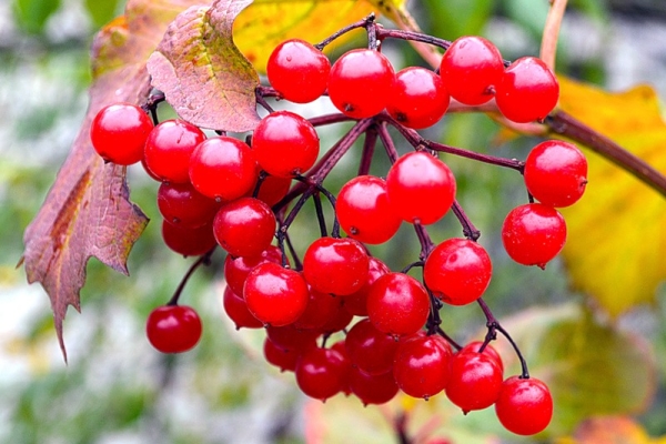  Viburnum fructe de padure conține vitamina C, oligoelemente și acizi, o substanță viburnin