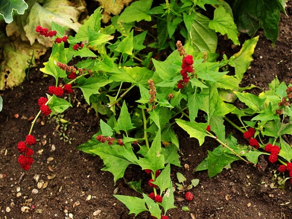  Strawberry Spinat - eine einjährige Pflanze, blüht im Juli, die Früchte reifen im August