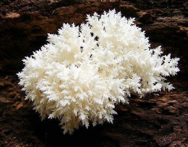 Blackberry coral - ciupercă comestibilă condiționat, care necesită pregătire specială