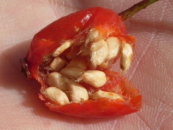 Rosehip poate fi cultivat din semințe, diferă de alte metode prin faptul că durează mult timp