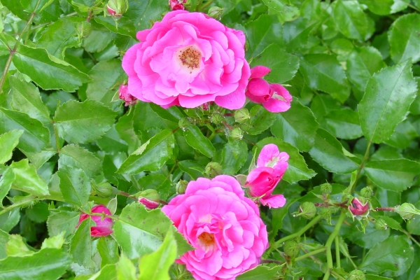  Plantando rosa selvagem, cuidando da planta, métodos de reprodução