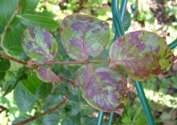  Taches noires sur les feuilles de rose