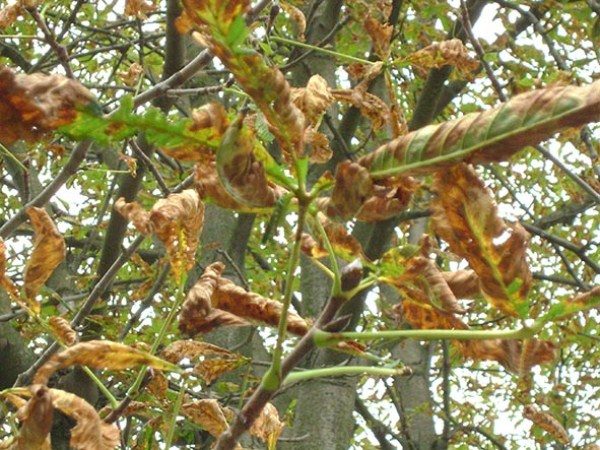  Necroza regională a frunzelor de castane
