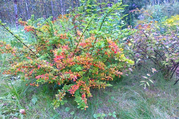  Barberry can be successfully grown in metropolitan areas, for planting it is recommended to choose a sunny place
