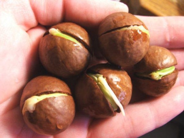  Sprouted horse chestnut