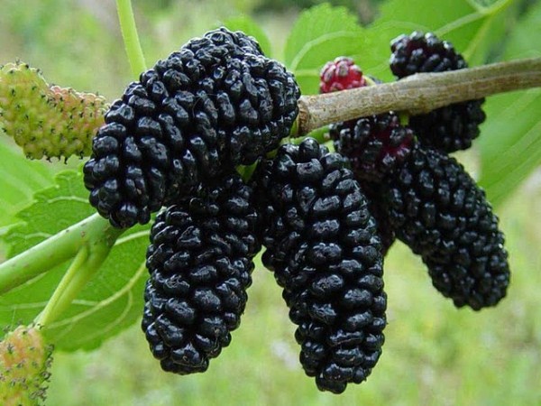  Black Mulberry or Mulberry