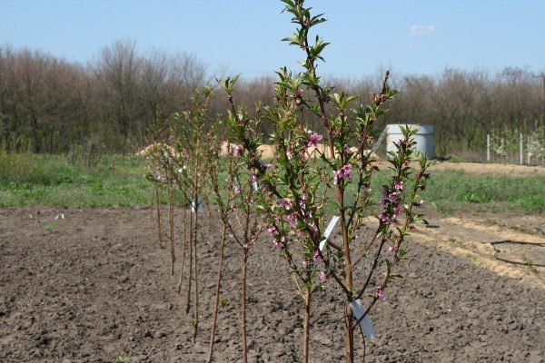  Aprikose im letzten Jahrzehnt des April gepflanzt