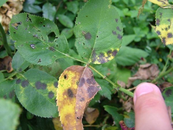  Lorsque la tache noire se lève, les feuilles commencent à jaunir et à tomber