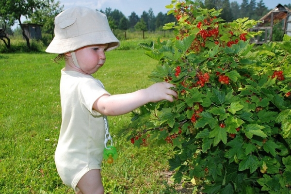  Cum să aibă grijă de coacăze negre, roșii și albe după recoltarea fructelor de pădure?