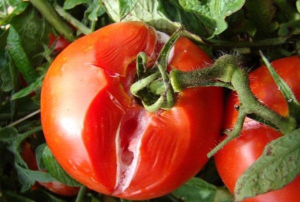  Frequentemente podridão branca em tomates observada durante o armazenamento