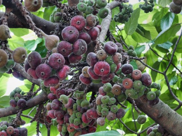  Aglomerados maduros de frutas figo na árvore, pronto para a colheita